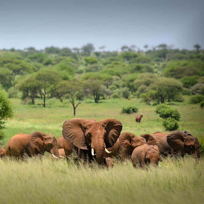 Elephants in Serengeti, Tanzania, Africa