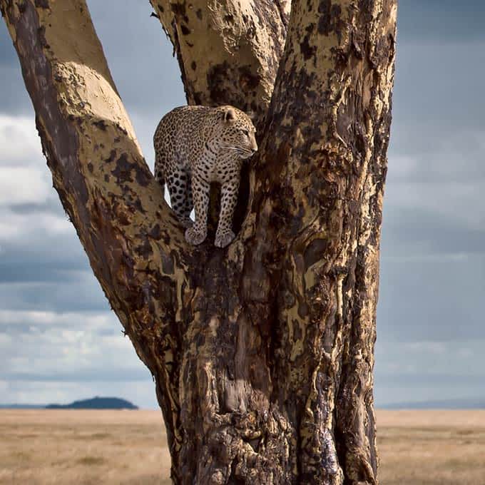 Leopard on a tree in Serengeti, Tanzania, Africa