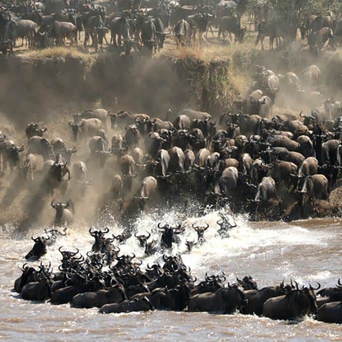 Great Wildebeest Migration, Serengeti, Tanzania, Africa