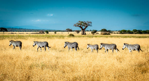 When moving from one location to another, zebras always walk in line, one after the other.