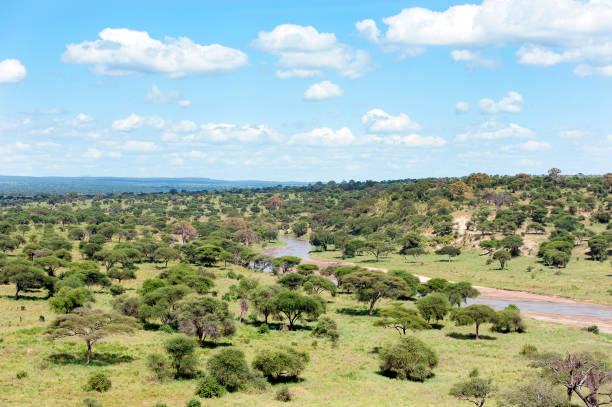 Baobab and Acacia trees dot the savannah grass either side of a seasonal river - part of the forest where endangered safari animals graze in the lush bush of Tarangire National Park, a wildlife reserve or national park for wild animal safaris in Tanzania, Africa