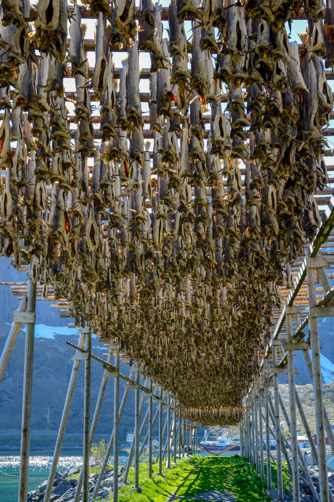 Stockfisch drying on wooden racks on a Lofoten island in Norway.