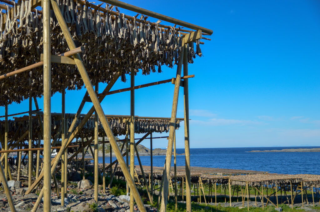 Stockfisch drying on wooden racks on a Lofoten island in Norway.