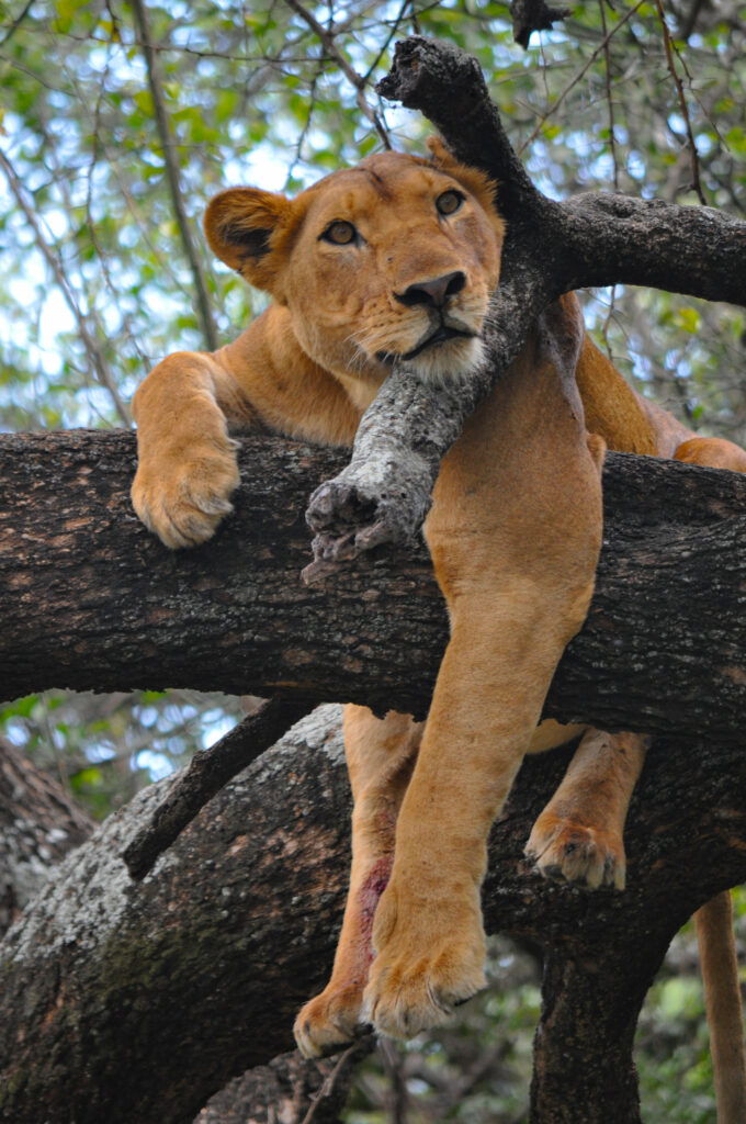 A lioness relaxing in a tree in Lake Manyara National Park, Tanzania.