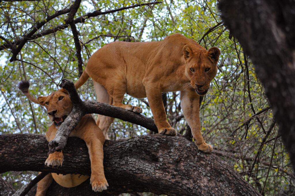 Two lionesses in a tree in Lake Manyara National Park, Tanzania.