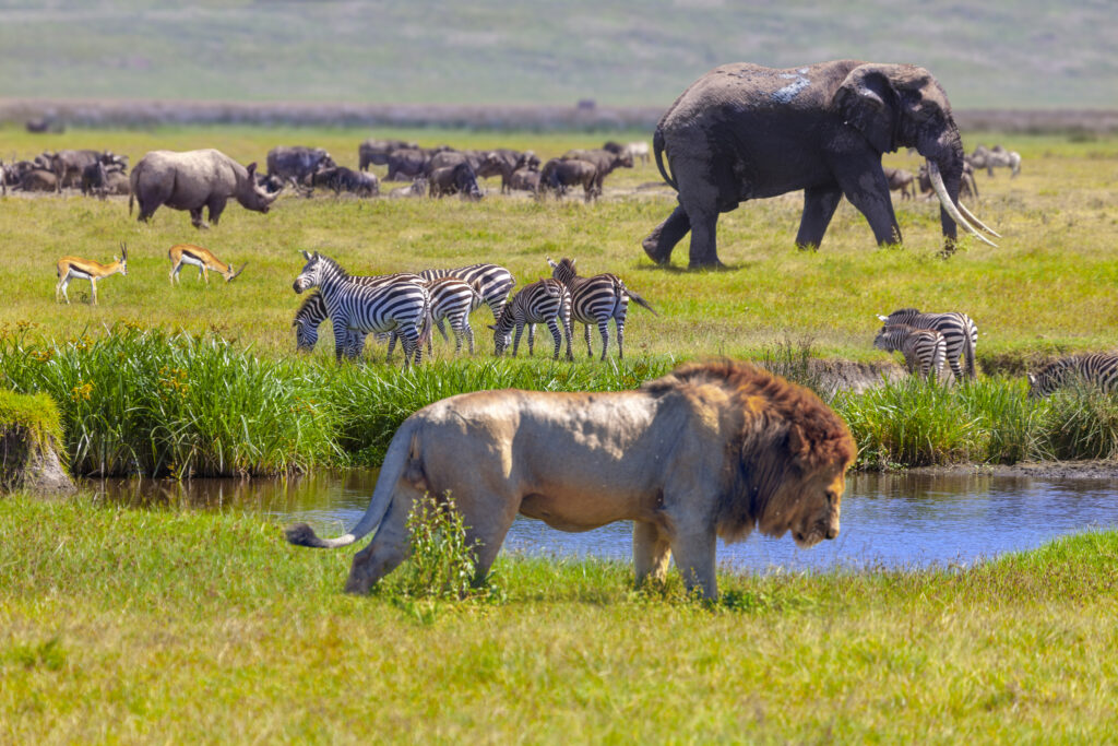 Rhino, Springboks, zebra, Elephant and lion in Serengeti National Park, Tanzania.