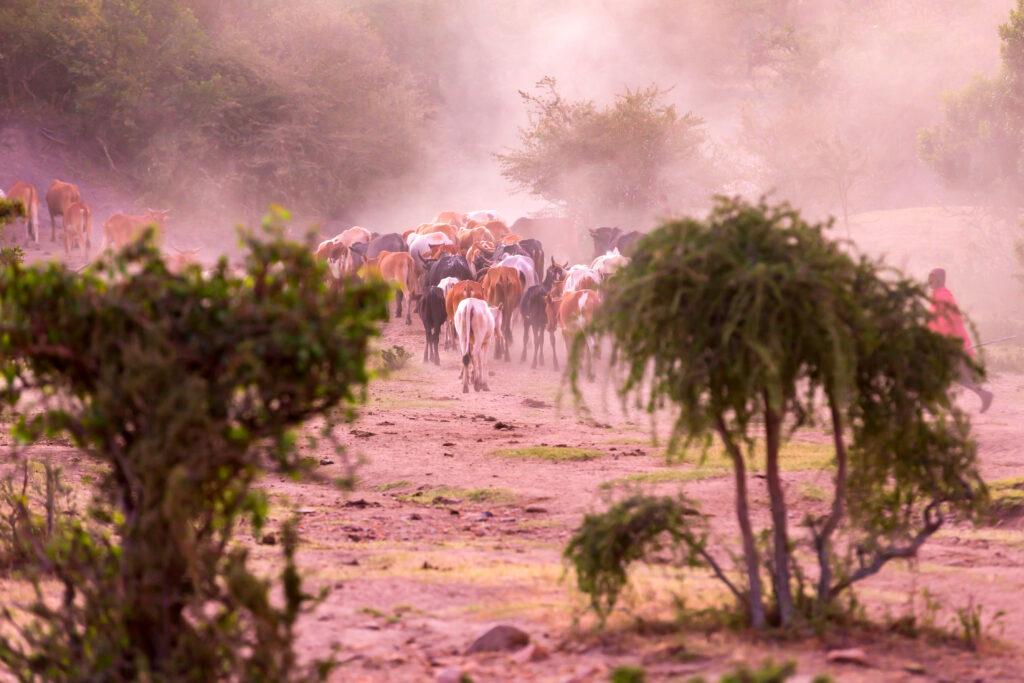 Cattle Herd at Masai Mara early in the morning with Masai Warrior