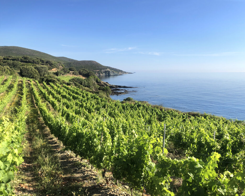 Coastal vineyard. Cap Corso, Corsica, France.