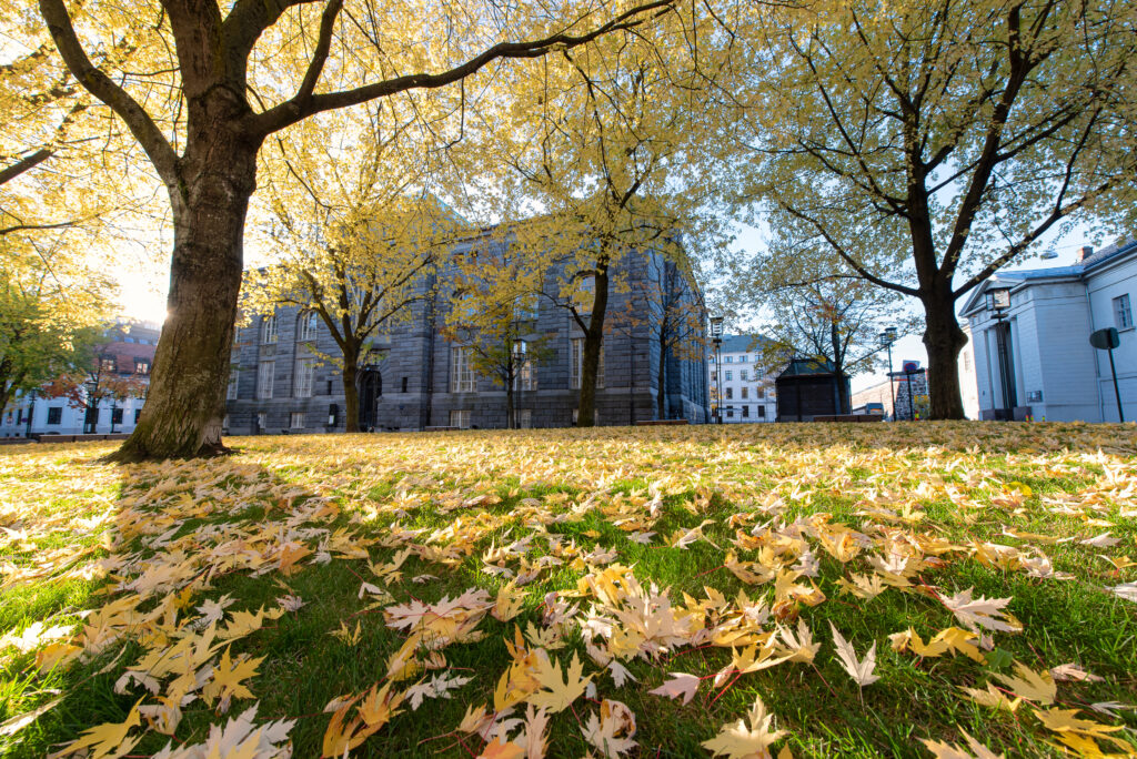 Beautiful landscape from yellow foliage trees in the park with morning sun light in autumn season, Oslo, Norway, Europe