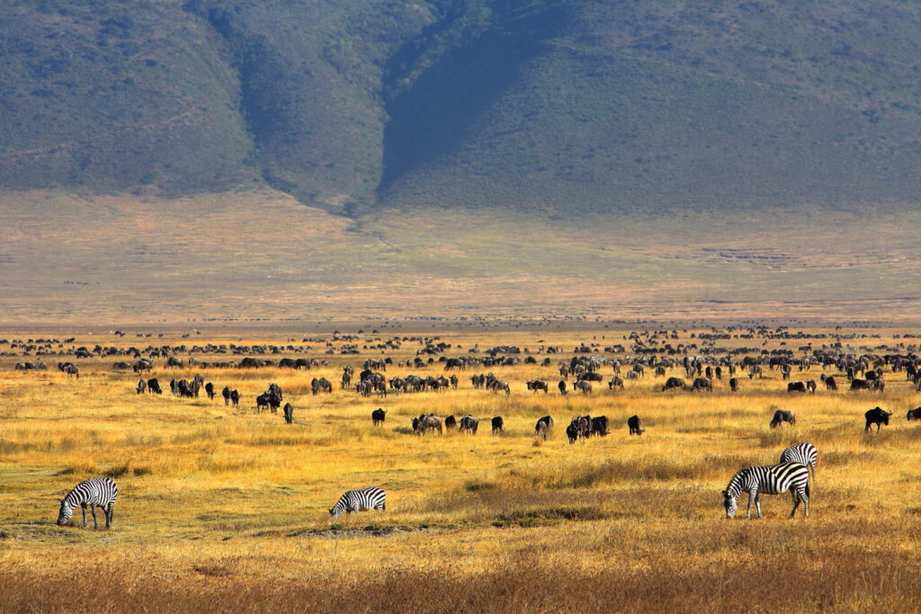 Ngorongoro Crater truly is a natural wonderland where more than twenty thousand animals live in an edenic environment, protected from the outside world by steep walls.