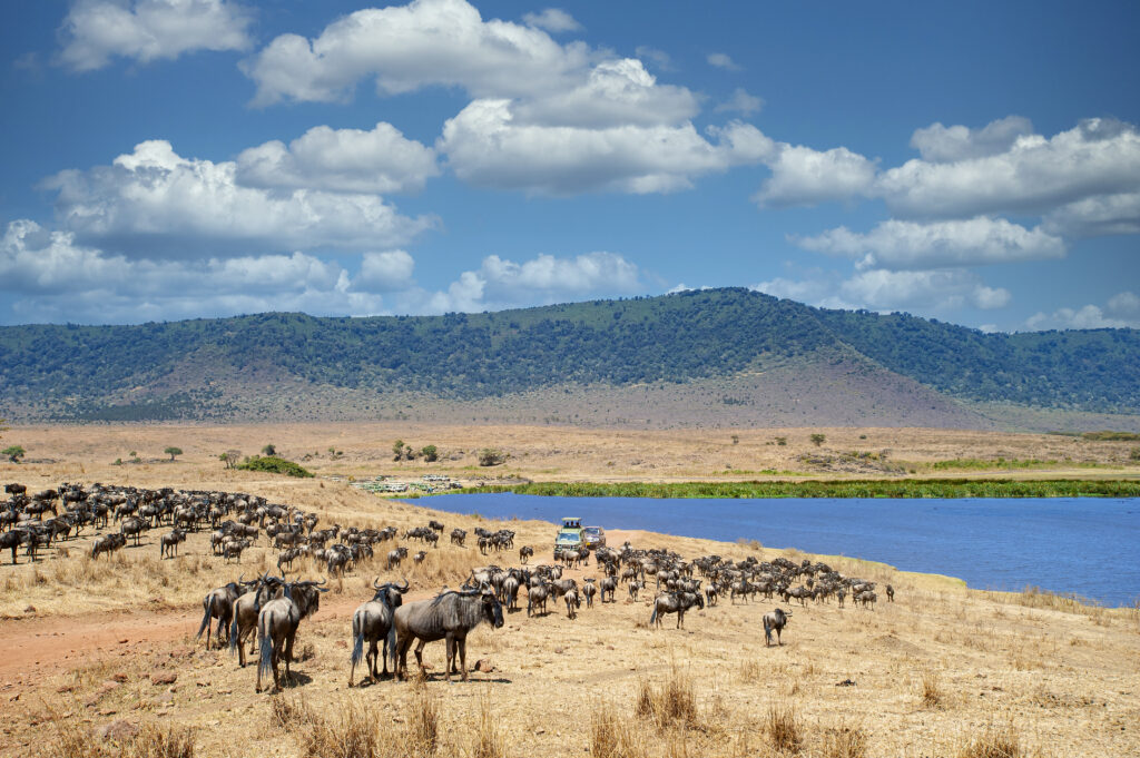 Safari vehicles with tourists in between large herds of Wildebeest (Gnu, Connochaetes) and Zebras (Equus quagga, formerly Equus burchelli) inside world famous Ngorongoro Crater. Location: Ngorongoro Conservation Area, Northern Tanzania. Shot in wildlife.