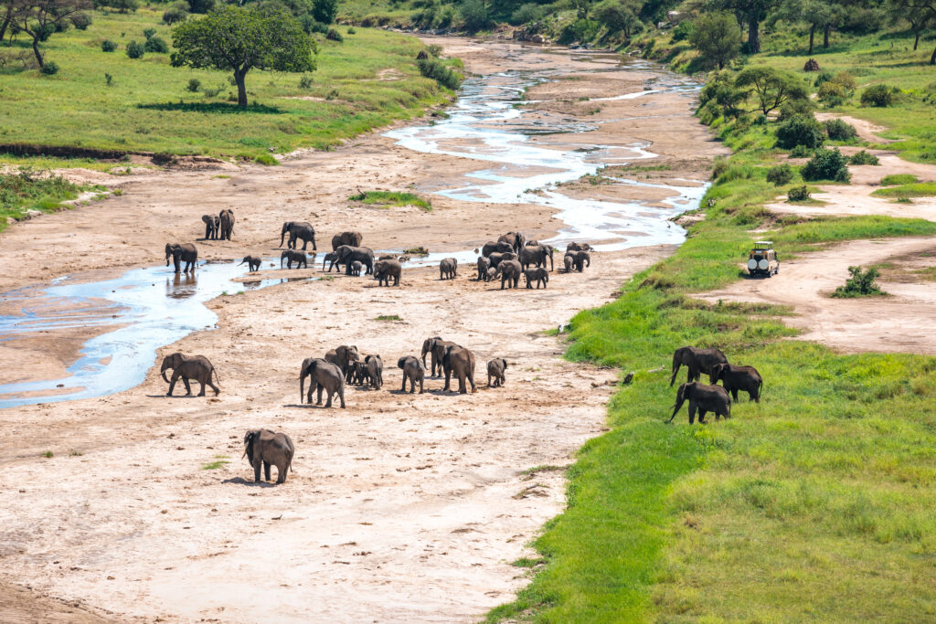 View from above on herd of elephants crossing dry riverbed in Tarangire National Park, Tanzania.