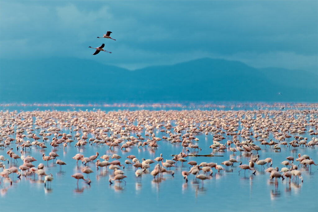 In Lake Manyara In Tanzania