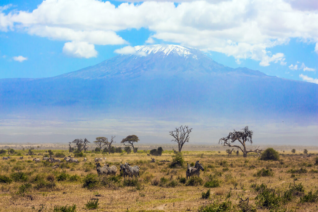 Large herd of zebras graze in the African savannah at the foot of Kilimanjaro. Trip to the Horn of Africa. Southeast Kenya, the Amboseli park. Amboseli is a biosphere reserve by UNESCO