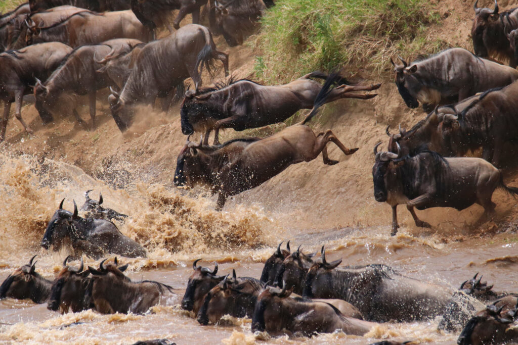 Group of wildebeests crossing the river in North Serengeti full of fear and braveness at the same time