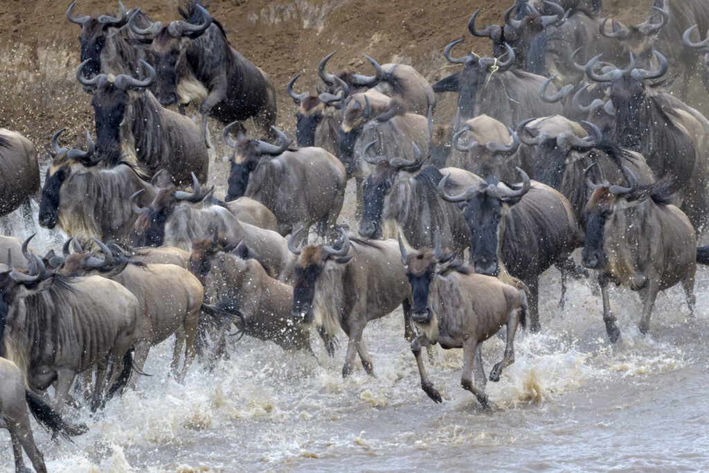 Blue wildebeest, brindled gnu (Connochaetes taurinus) herd crossing the Mara river during the great migration, Serengeti national park, Tanzania.