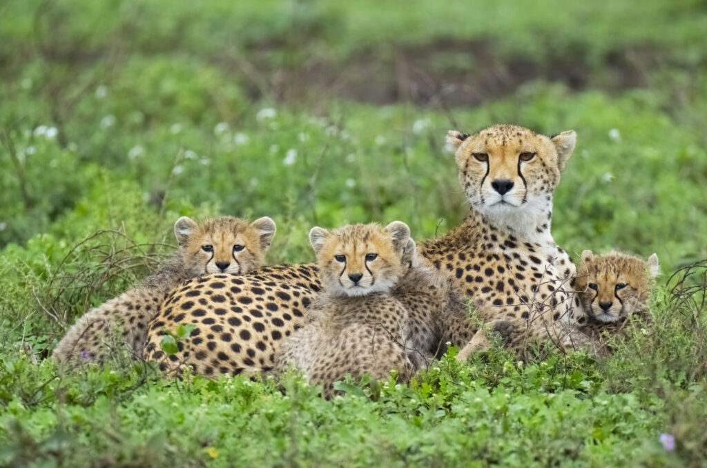 Mother Cheetah (Acinonyx jubatus) with cubs. Ndutu region of Ngorongoro Conservation Area, Tanzania, Africa