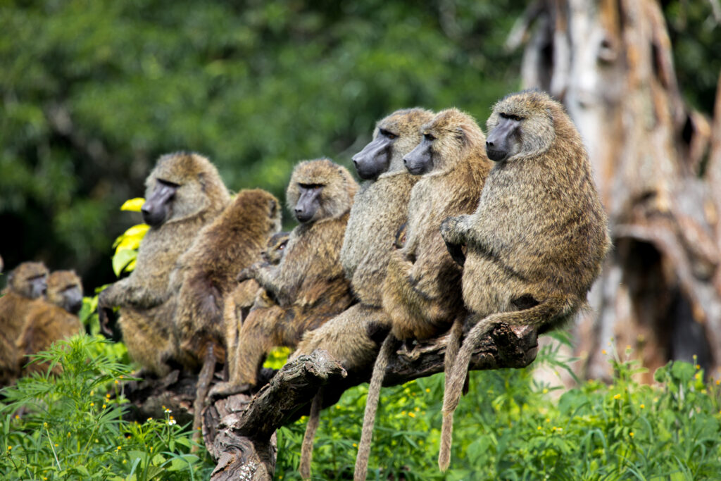 Baboons sitting on a branch in Ngorongoro Conservation Area, Tanzania.