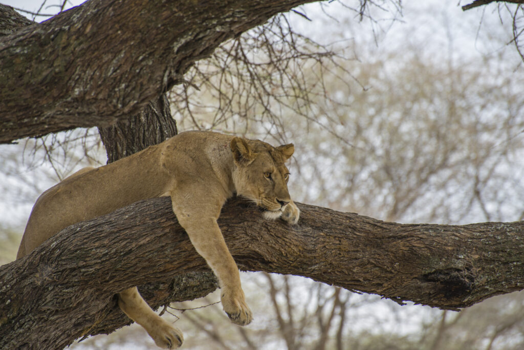 A female lion looks out from a vantage point high in a tree. Taken in Tarangire National Park, Tanzania.