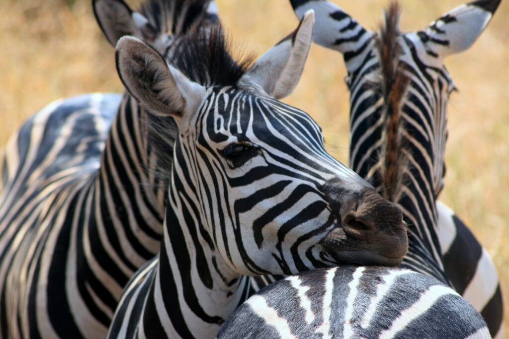 Closeup view of an African zebra face, Tarangire National park, Tanzania