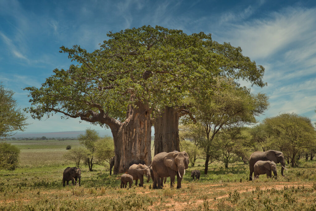 Animal watching on safari in Tarangire National Park, Tanzania, Africa.