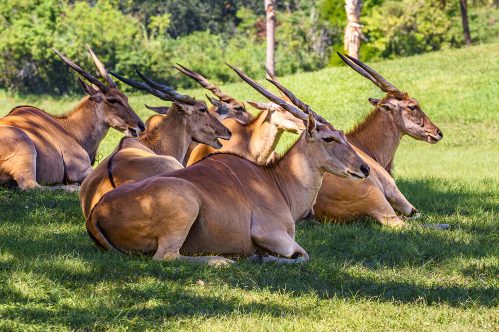 Herd of common eland antelopes resting in the shadow at noon