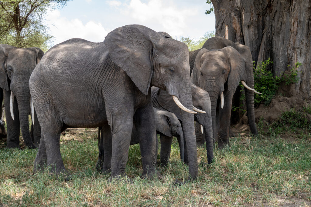 Herd of elephants, close up, in Tarangire National Park Tanzania