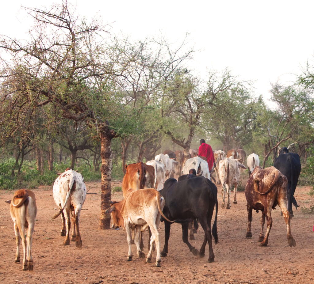 Masai with zebu cattle in African bush. End of dry season, the thorn trees are turning green.