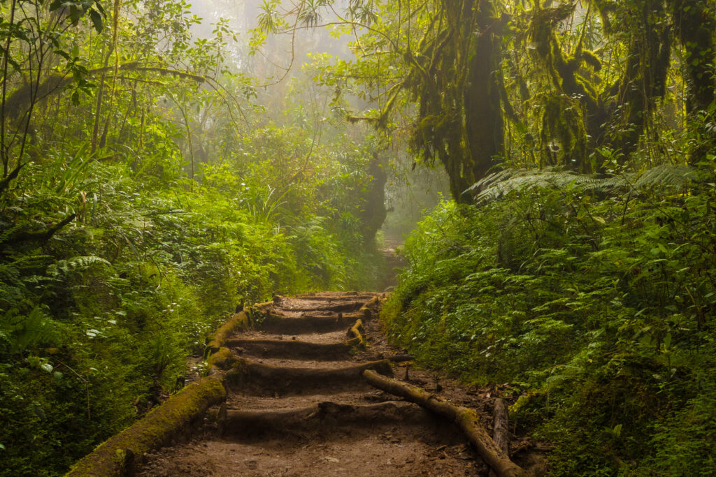 A path in the rain forest on the slopes of Mt. Kilimanjaro