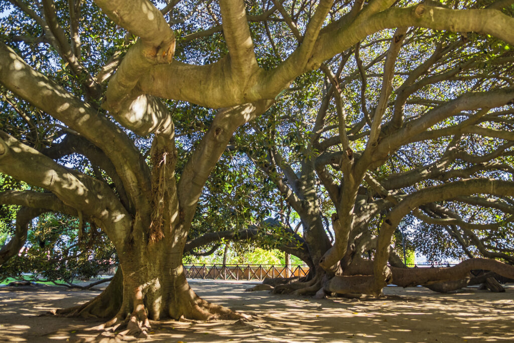 Two centenary Moreton Bay figs (Ficus macrophylla) in the public gardens of Cagliari, the capital of Sardinia