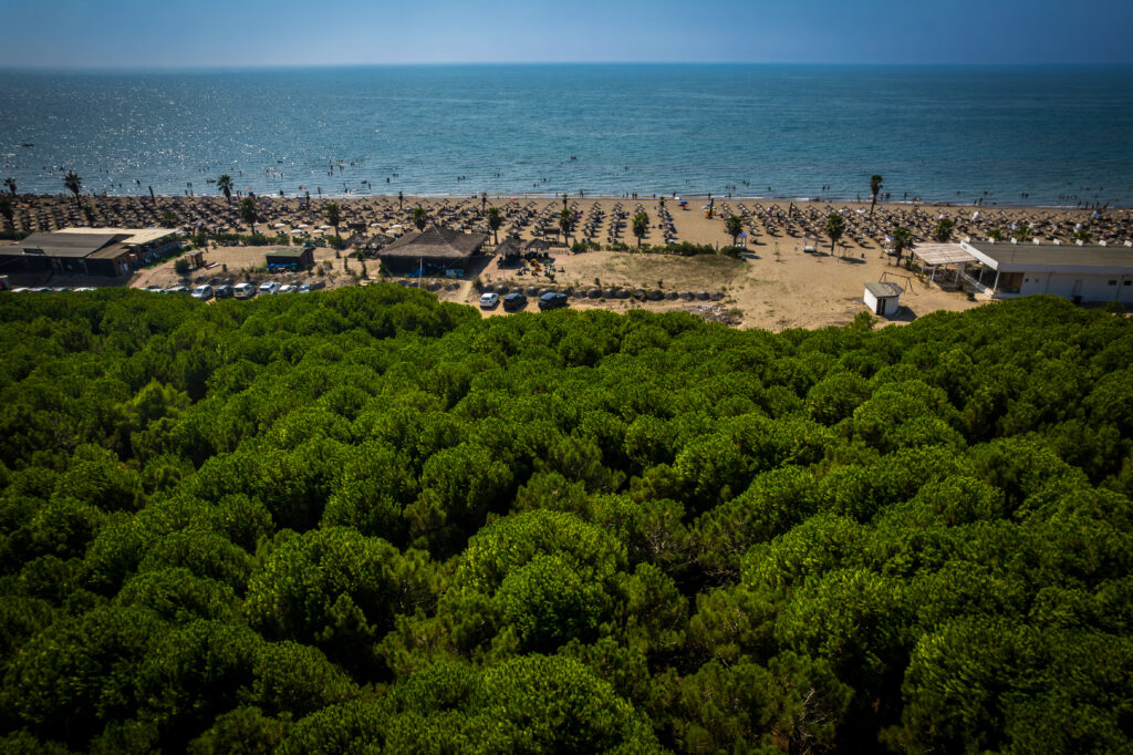 Aerial drone view of Spille beach in Albania with pine forest. High quality photo