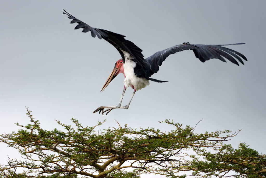 Leptoptilos crumeniferus, Lake Manyara National Park, Tanzania