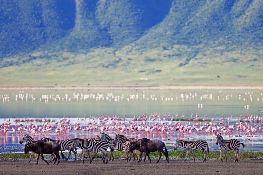 Zebras and wildebeests in the Ngorongoro Crater, Tanzania