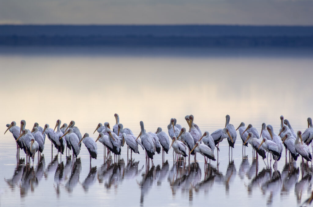 Yellow-billed Storks (Mycteria ibis) in Lake Manyara National Park, Tanzania