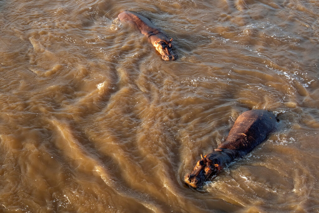 Two hippos at sunrise in the Mara river taken from above with a hot air balloon - Serengeti – Tanzania