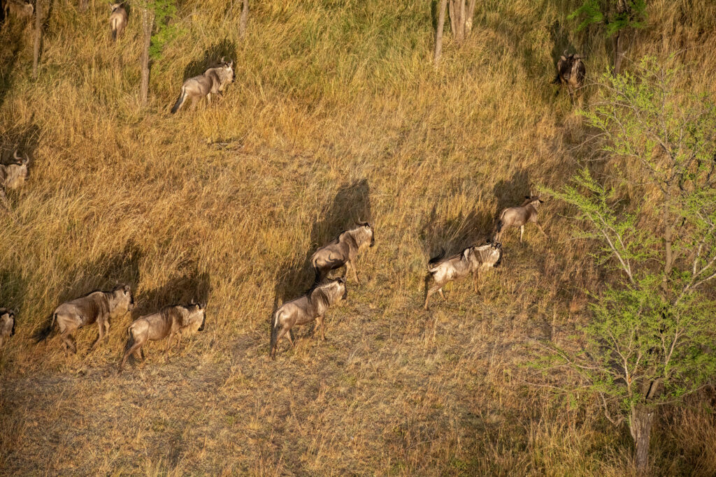 A very big group of wildebeest in the savannah during the great migration taken from above with a hot air balloon Vertical view  - Serengeti - Tanzania