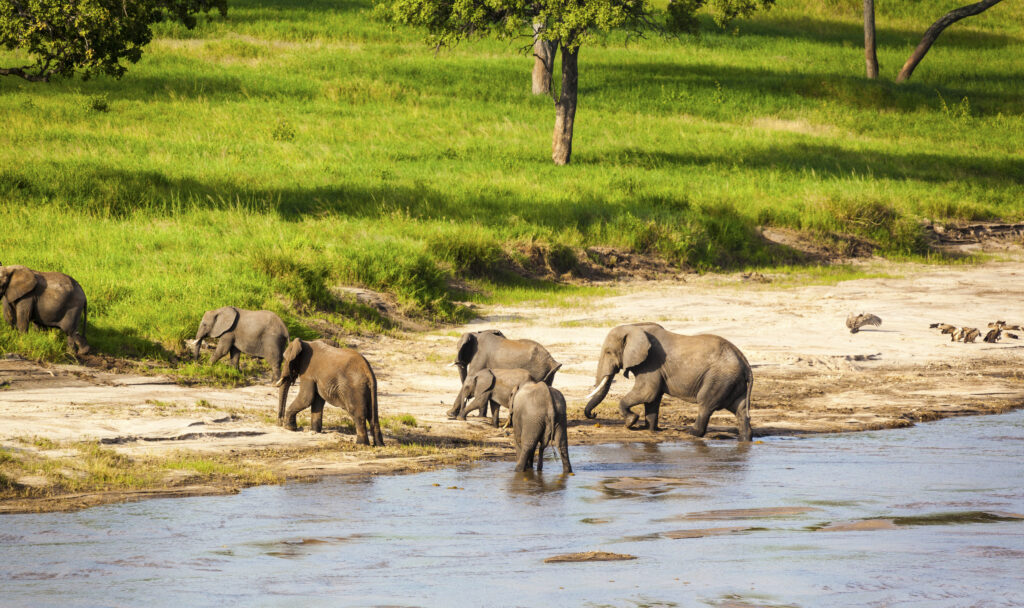 Elephant family at the river crossing  in Tanzania