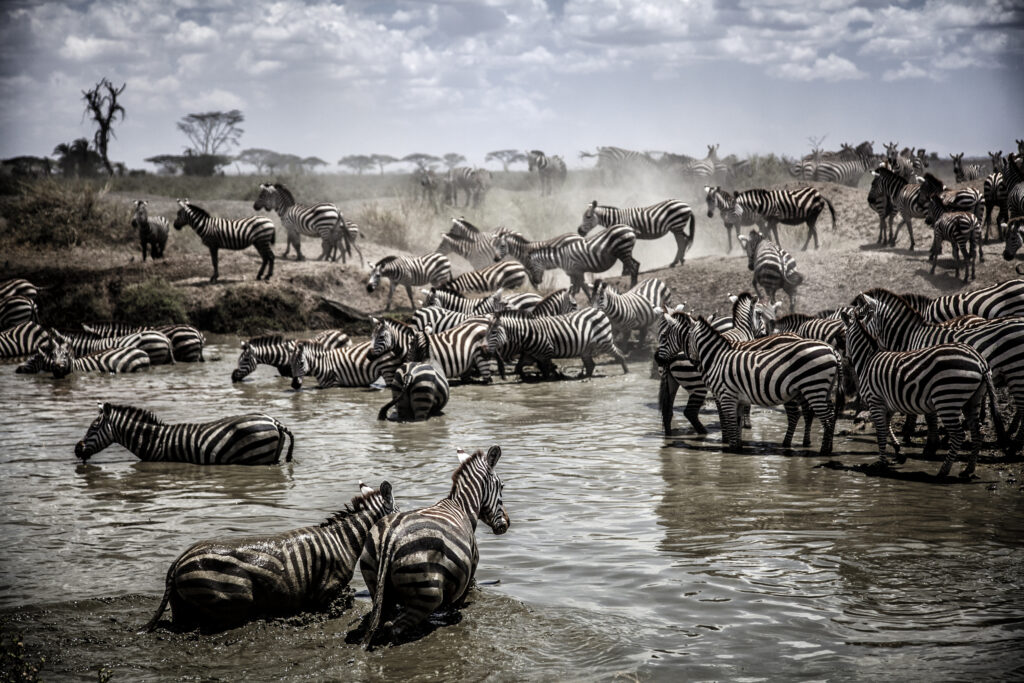 Herd of Zebra crossing river in the Serengeti, Tanzania.