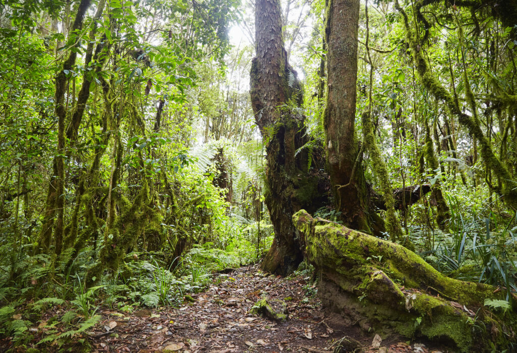 Evergreen cloud forest on the slopes of Mt. Kilimanjaro. This type of forests is created by a wet and moisture climate and is characterized by a high incidence of low-level cloud cover - the forest is that dense that there is rarely light coming until to the ground.